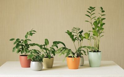 The Benefits of Having Plants in Your Apartment
